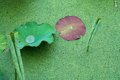 “单人MMO”《Erenshor》开发者：不会添加多人模式